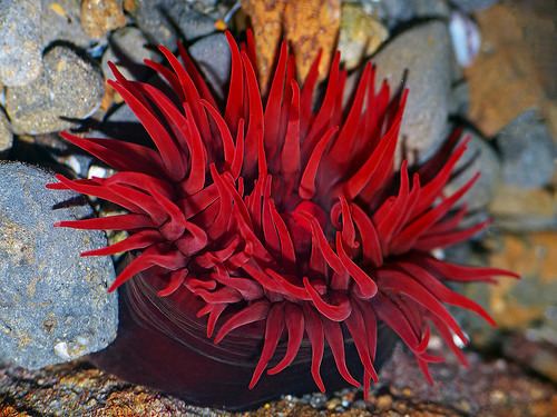 Actinia tenebrosa Flickriver Most interesting photos tagged with actinia