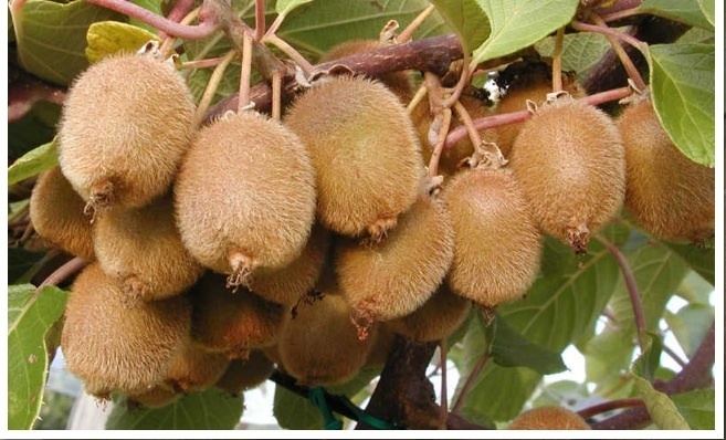 Actinidia deliciosa Kiwifruit Actinidia deliciosa Home