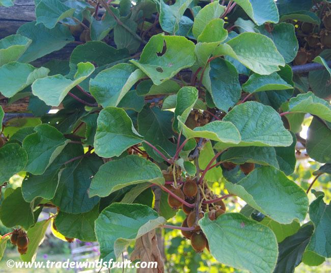 Actinidia deliciosa Kiwi Kiwifruit Actinidia deliciosa Seeds