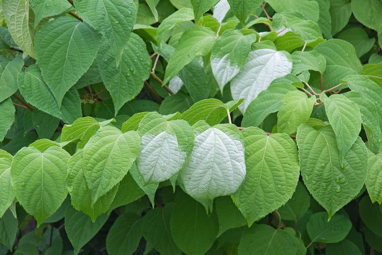 Actinidia polygama CalPhotos Actinidia polygama Silver Vine