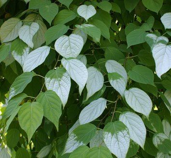 Actinidia polygama Actinidia polygama Actinidia volubilis Trochostigma polygama