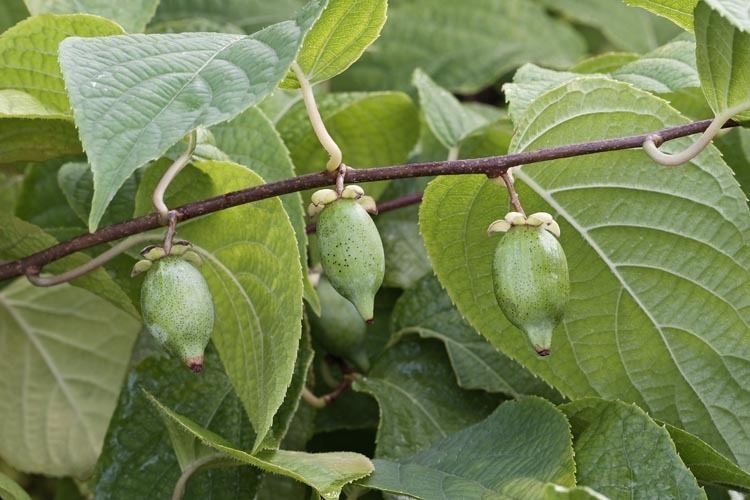 Actinidia polygama CalPhotos Actinidia polygama Silver Vine