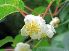 Actinidia polygama httpsuploadwikimediaorgwikipediacommonsthu