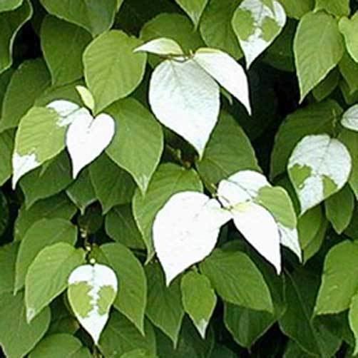 Actinidia polygama Actinidia polygama Silver Vine 10 seeds