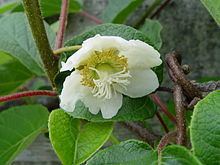 Actinidiaceae httpsuploadwikimediaorgwikipediacommonsthu