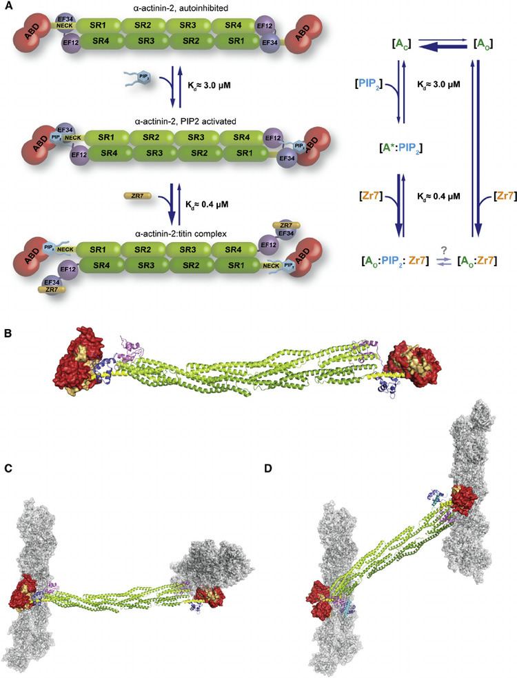 Actinin Molecular Mechanism of a Actinin2 PhosphoinositideBased