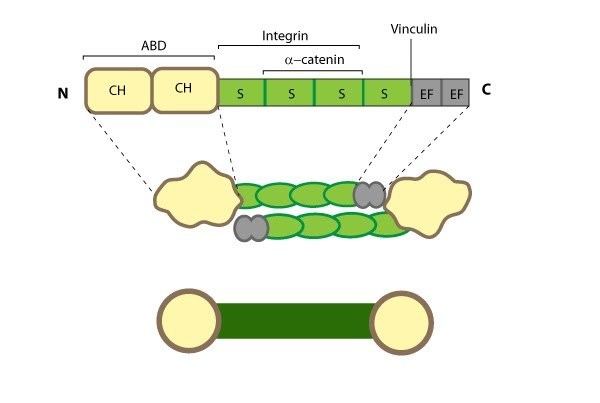 Actinin Actin Filament Crosslinkers