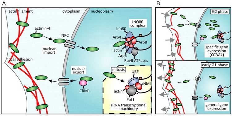 Actinin Molecular mechanisms underlying nucleocytoplasmic shuttling of