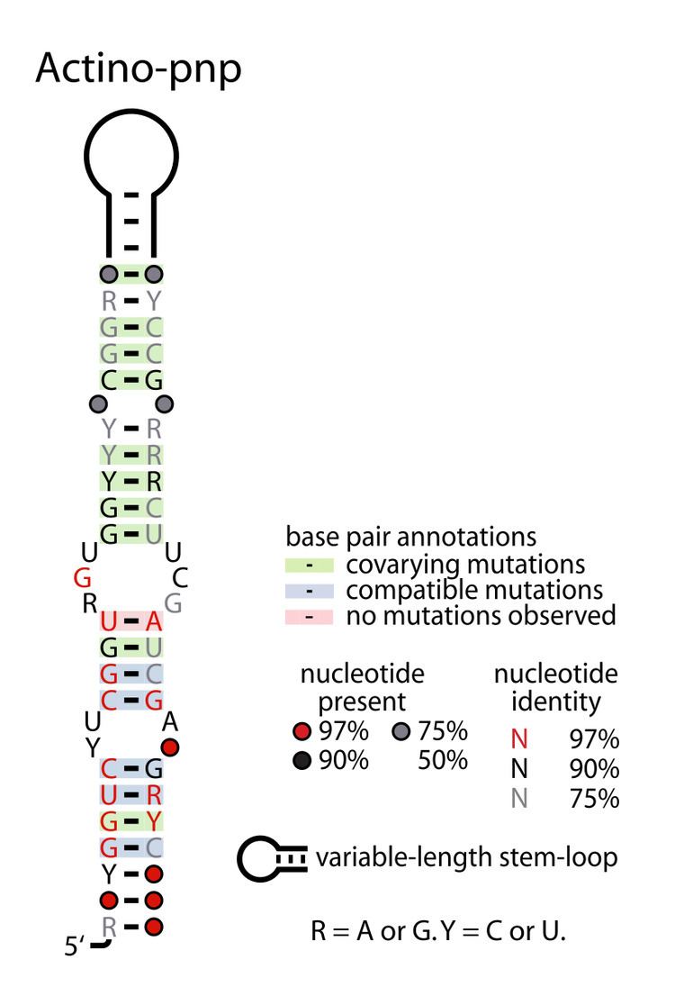 Actino-pnp RNA motif