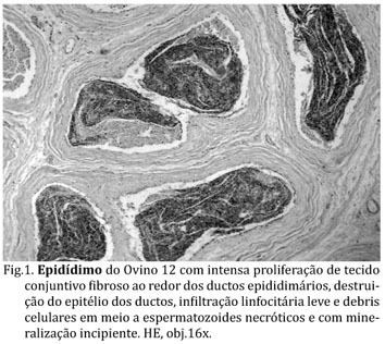 Actinobacillus seminis wwwscielobrimgrevistaspvbv32n5a01fig01jpg