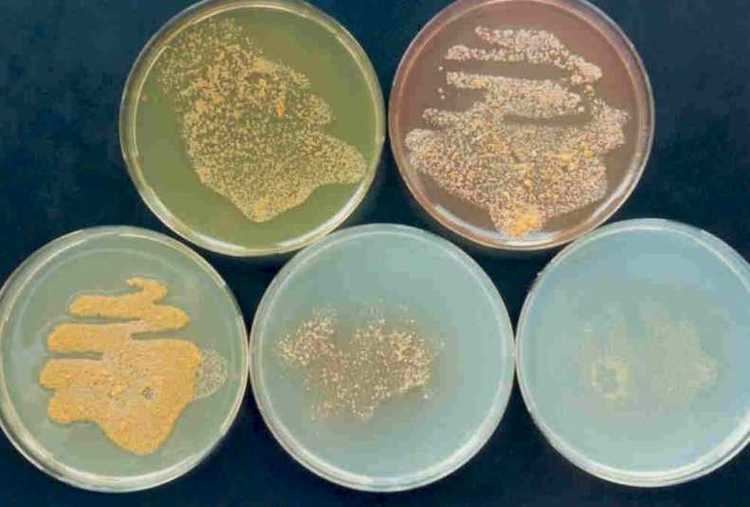 Actinobacteria DSMZ Compendium of Actinobacteria