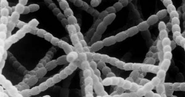 Actinobacteria 1000 images about Actinobacteria on Pinterest Cancer Beautiful