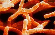 Actinobacteria httpsuploadwikimediaorgwikipediacommonsthu