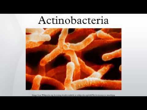 Actinobacteria Actinobacteria YouTube