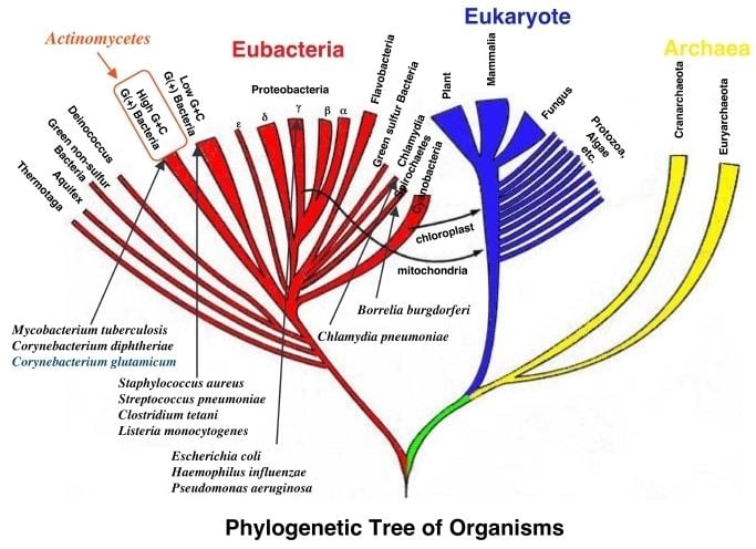 Actinobacteria Actinobacteria Actinomycetes Discover Life