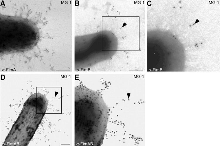 Actinomyces naeslundii SortaseCatalyzed Assembly of Distinct Heteromeric Fimbriae in