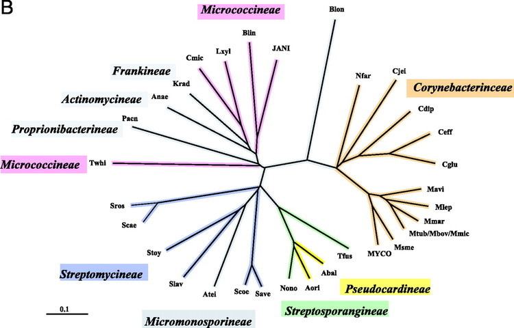 Actinomycetales Cohesion Group Approach for Evolutionary Analysis of TyrA a Protein