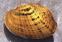 Actinonaias pectorosa httpsuploadwikimediaorgwikipediacommonsthu