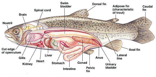 Actinopterygii Class Actinopterygii Animals Aquatic Pinterest