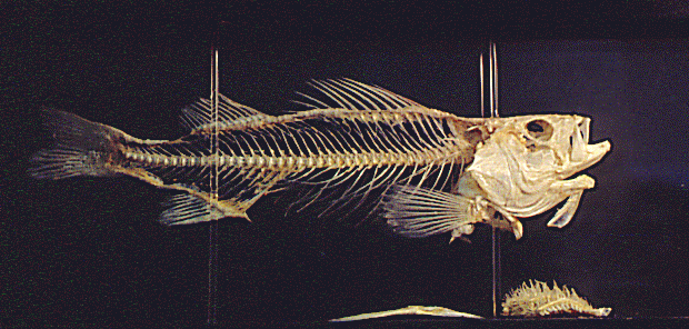 Actinopterygii More on Morphology