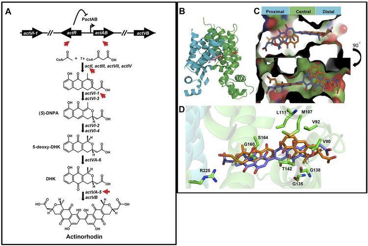 Actinorhodin A TwoStep Mechanism for the Activation of Actinorhodin Export and