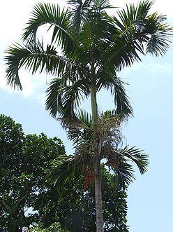 Actinorhytis Actinorhytis calapparia Palmpedia Palm Grower39s Guide
