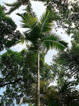 Actinorhytis Actinorhytis calapparia Palmpedia Palm Grower39s Guide