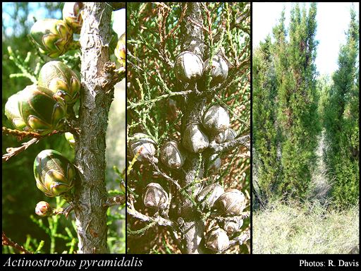 Actinostrobus Actinostrobus pyramidalis Miq FloraBase Flora of Western Australia