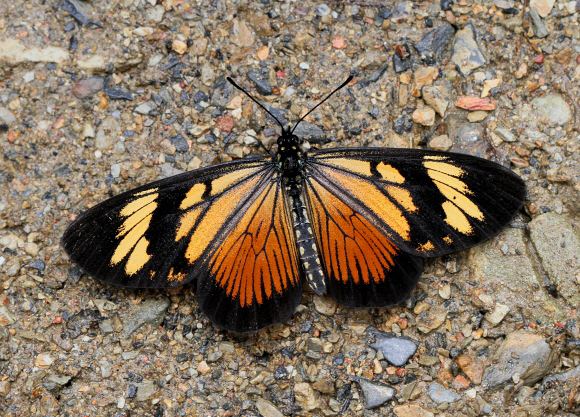 Actinote Butterflies of the Andes Actinote anteas
