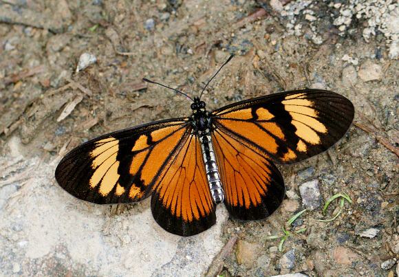 Actinote Butterflies of the Andes Actinote anteas