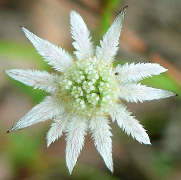 Actinotus Actinotus minor Lesser Flannel Flower