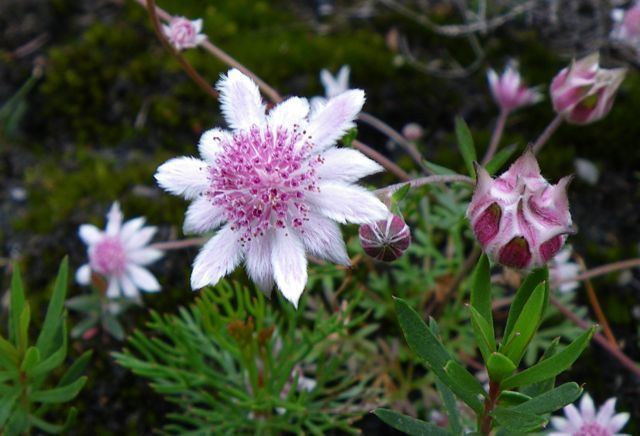 Actinotus Actinotus forsythii pink flannel flower Australian Natives