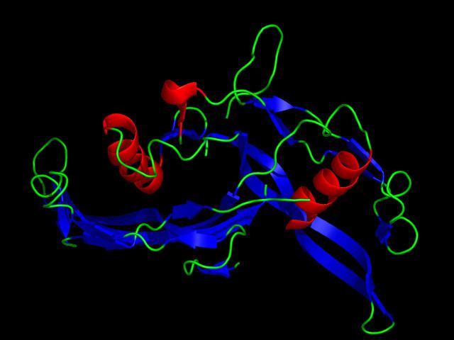 Activin and inhibin