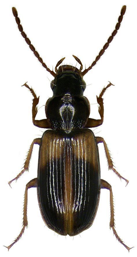 Acupalpus Acupalpus Acupalpus meridianus Linnaeus 1761 Carabidae