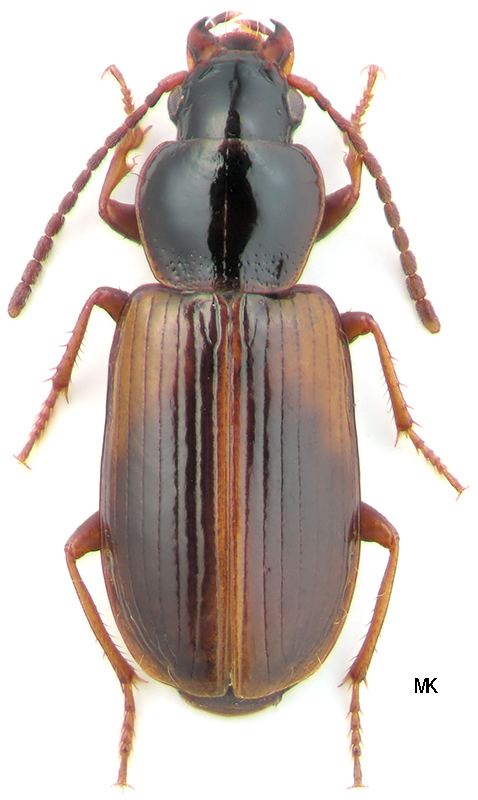 Acupalpus Genus Acupalpus Latreille 1829 391 Carabidae