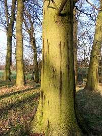 Acute oak decline