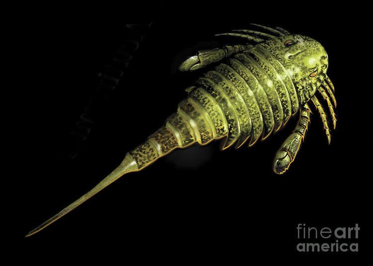 Acutiramus Acutiramus Sea Scorpion On Black Digital Art by Jan Sovak