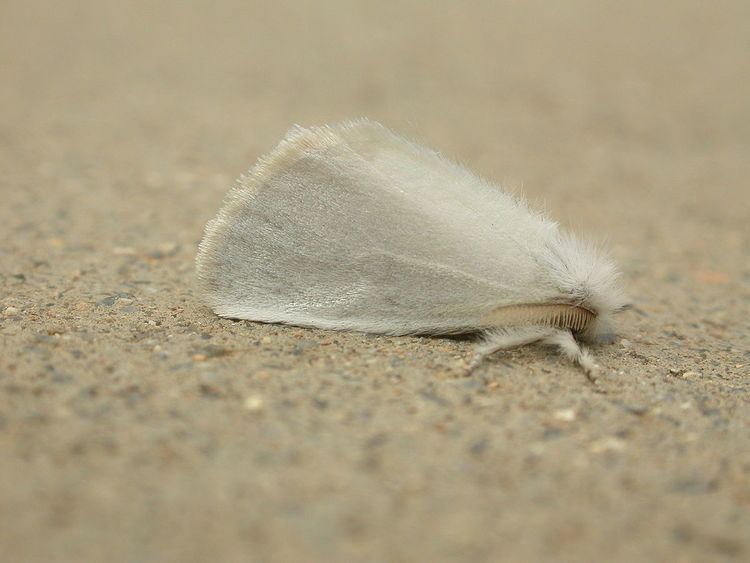 Acyphas (moth)