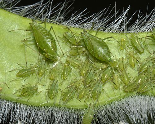 Acyrthosiphon pisum Acyrthosiphon pisum Pea aphid identification images ecology