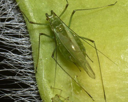 Acyrthosiphon pisum Acyrthosiphon pisum Pea aphid identification images ecology
