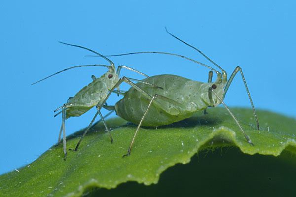 Acyrthosiphon pisum Acyrthosiphon pisum Pea aphid identification images ecology