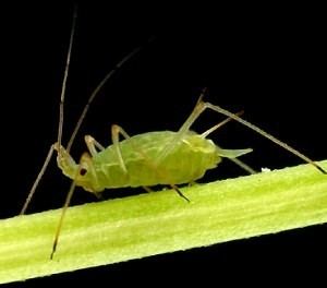 Acyrthosiphon pisum Acyrthosiphon pisum Pea aphid