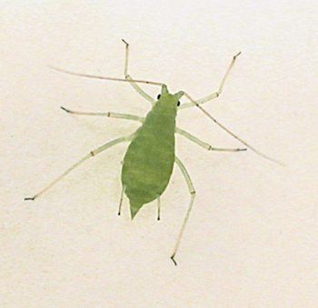 Acyrthosiphon pisum Acyrthosiphon pisum Pea aphid