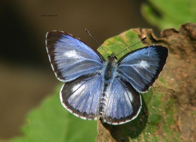 Acytolepis Butterfliesltbrgt Lycaenidae The Blues ltbrgt Subfamily