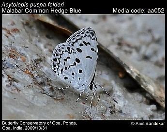 Acytolepis Acytolepis puspa Common Hedge Blue Butterflies of India