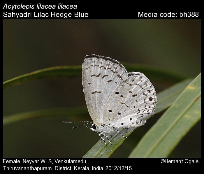 Acytolepis Acytolepis lilacea Lilac Hedge Blue Butterflies of India