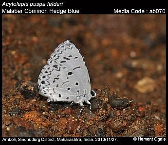 Acytolepis puspa Acytolepis puspa Common Hedge Blue Butterflies of India