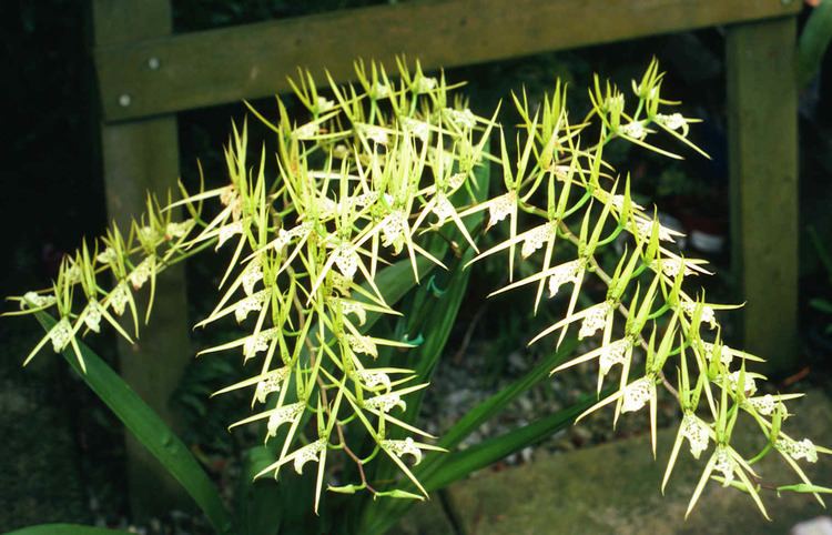 Ada (plant) Brassia Orchids In Our Tropics