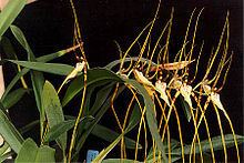 Ada (plant) httpsuploadwikimediaorgwikipediacommonsthu
