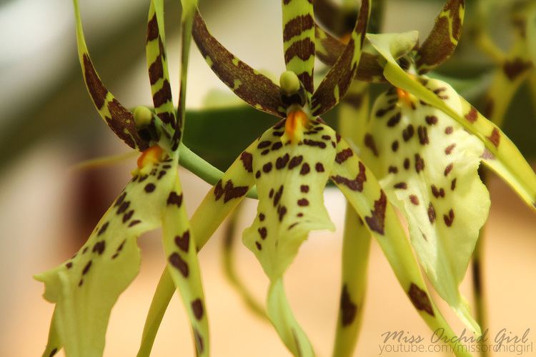 Ada (plant) Brassia Eternal Wind Orchid Nature